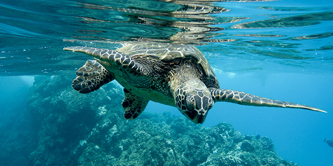 Menyehatkan Laut Indonesia